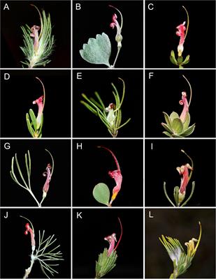 Reticulate Evolution, Ancient Chloroplast Haplotypes, and Rapid Radiation of the Australian Plant Genus Adenanthos (Proteaceae)